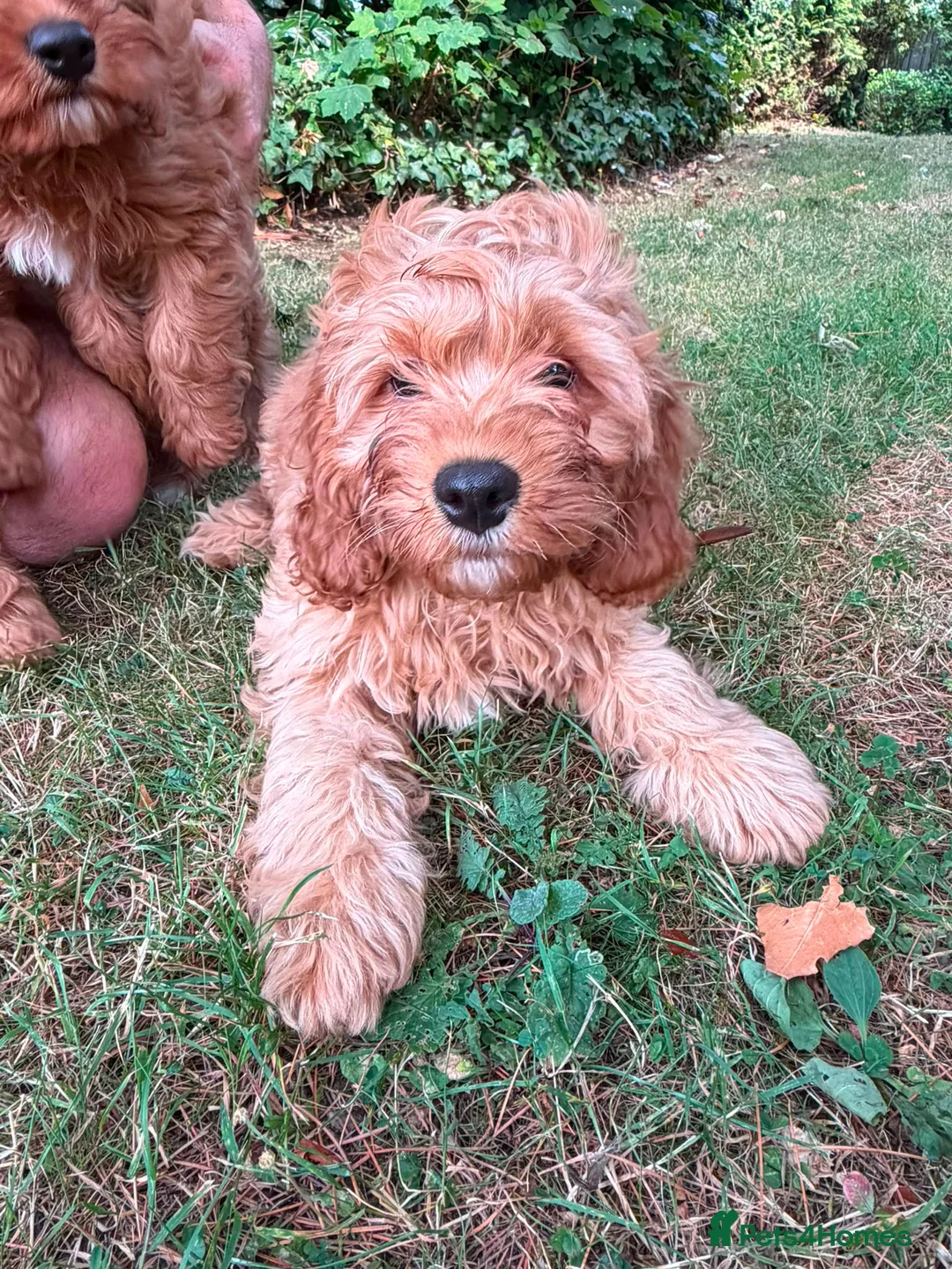 Cavapoo dogs for sale: Cavapoo puppies for sale f1 - Advert 1