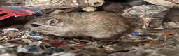 Gerbil rodents for sale: Dusty Gerbil in Eastleigh - Advert 3
