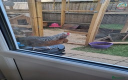 Chickens poultry for sale: Grey Silver Dorkings  - Image 1