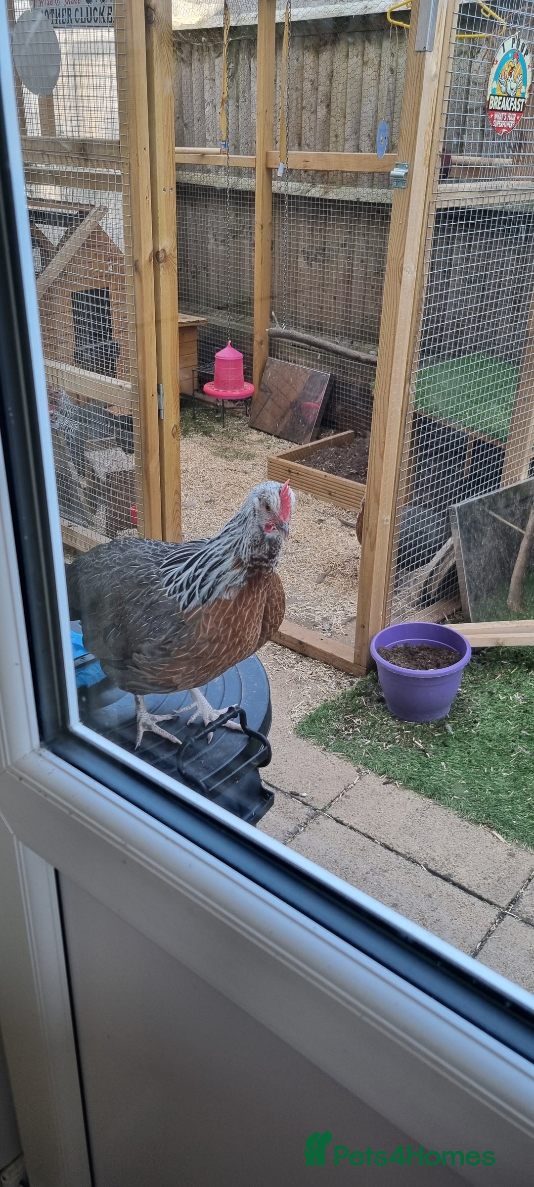 Chickens poultry for sale: Grey Silver Dorkings  - Image 1