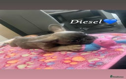 French Bulldog dogs for sale: French bulldog - Image 21