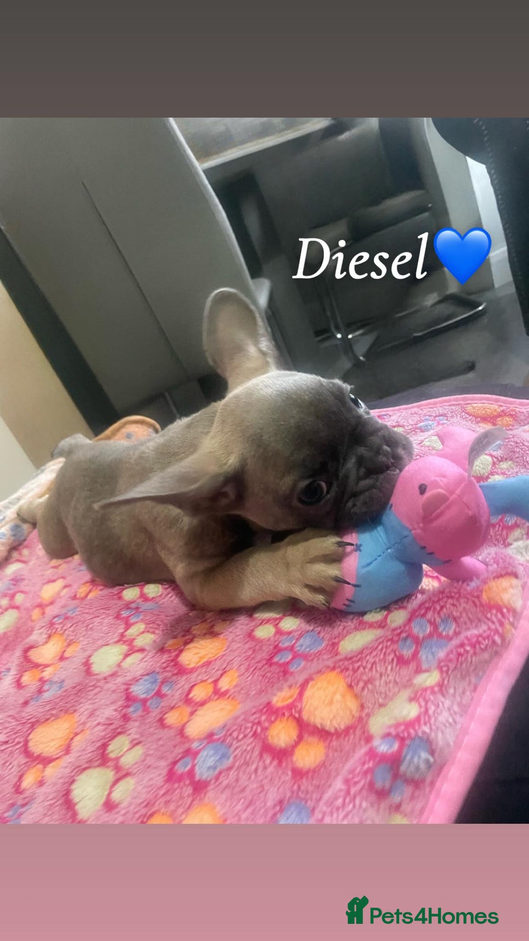 French Bulldog dogs for sale: French bulldog - Image 21