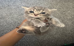Brazilian Shorthair cats for sale: British shorthairs kittens - Image 15