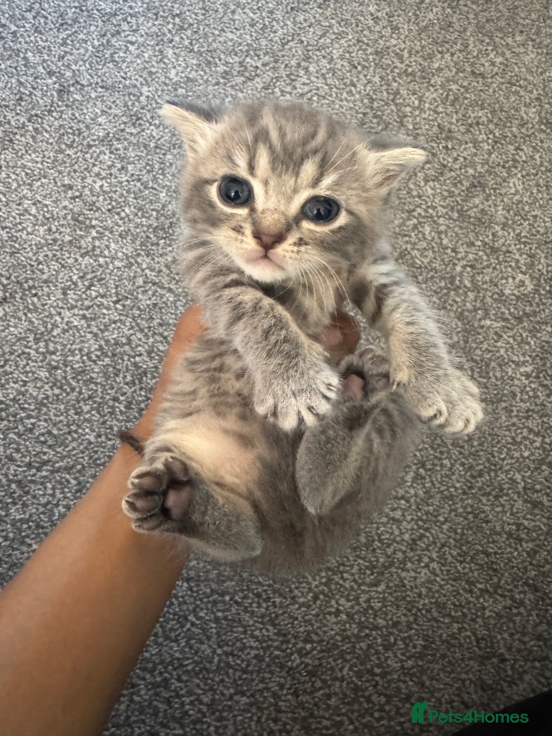 Brazilian Shorthair cats for sale: British shorthairs kittens - Image 15