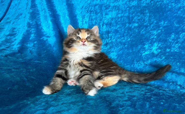 Norwegian Forest Cat cats - Advert 18