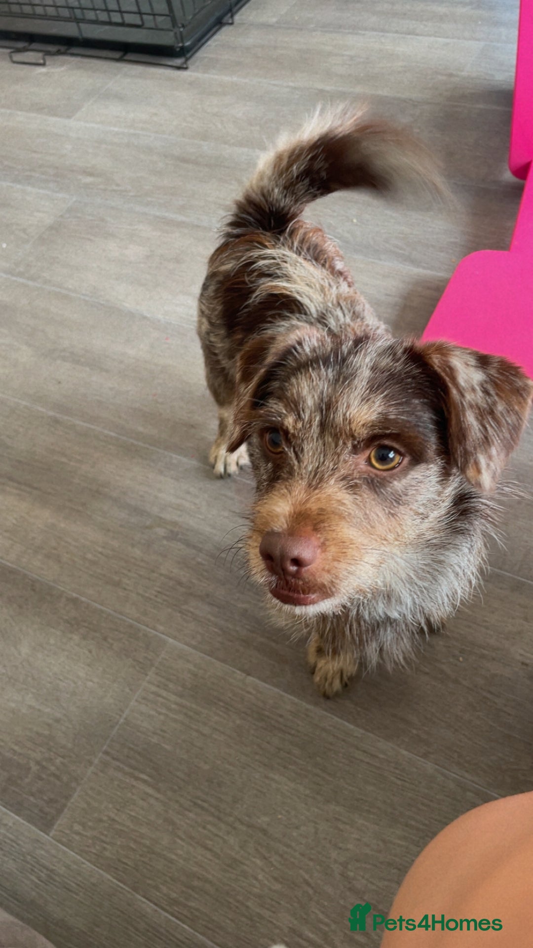 Chiweenie dogs for sale: Puppy for sale  - Image 2