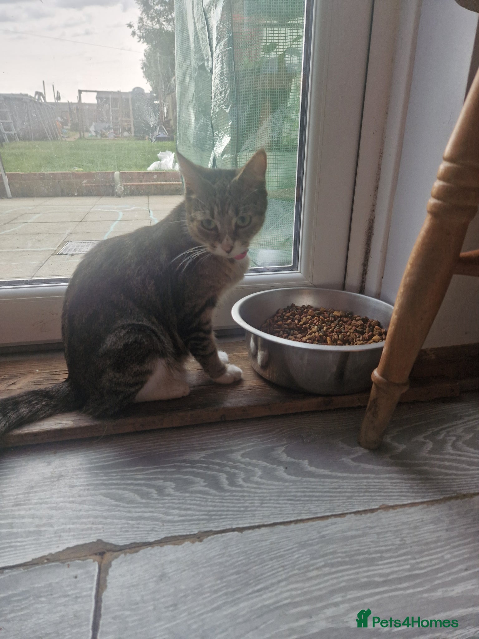 Mixed Breed cats for sale: 4 kitten  - Advert 1