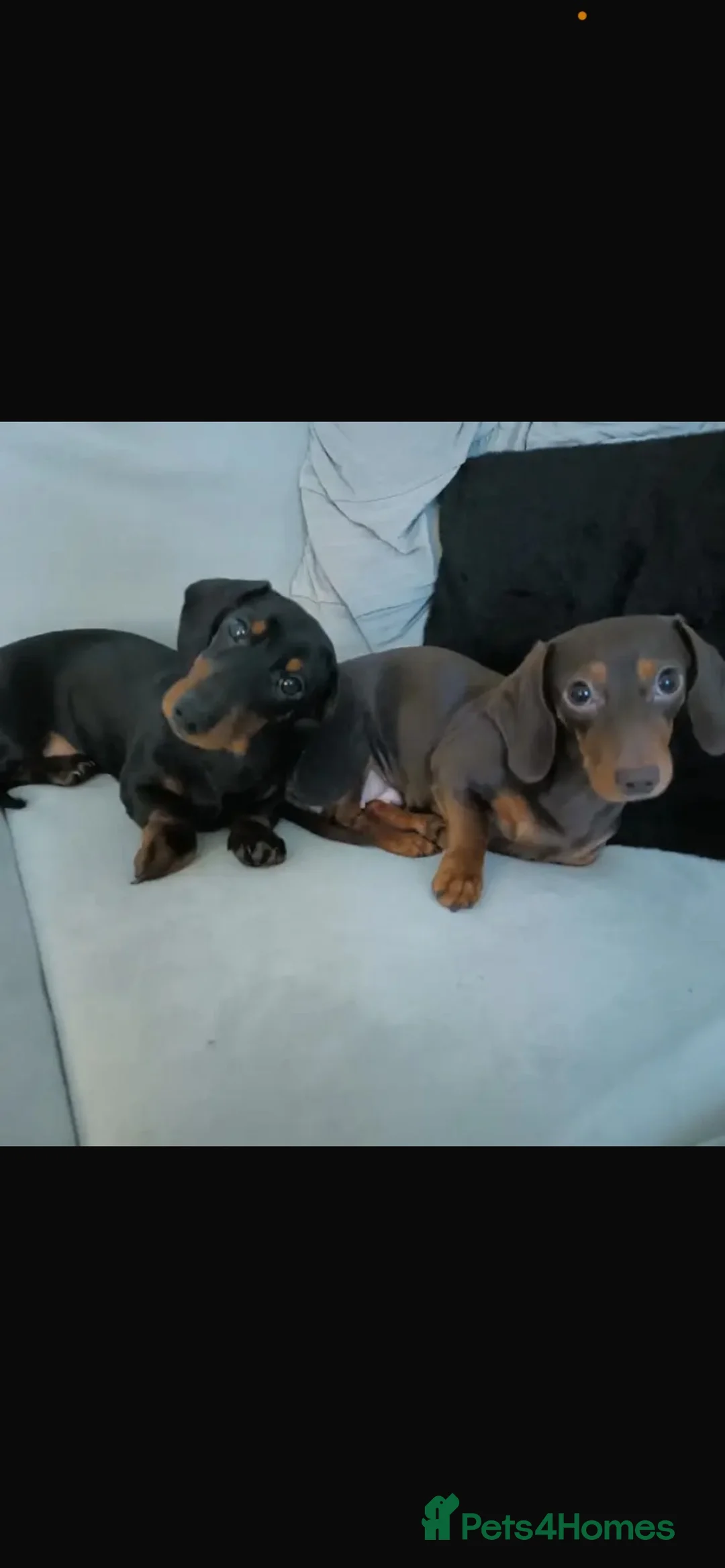 Miniature Dachshund dogs for sale: 6 Beautiful Miniature Dachshunds for Sale 🐾 ❤️ - Advert 29