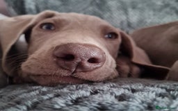 Weimaraner dogs for sale: Beautiful boy and girl looking for homes - Image 5