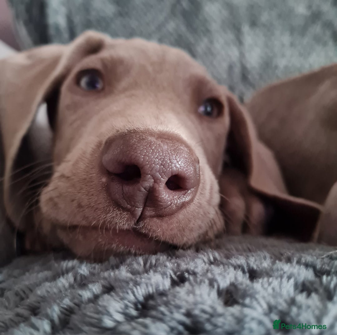 Weimaraner dogs for sale: Beautiful boy and girl looking for homes - Image 5
