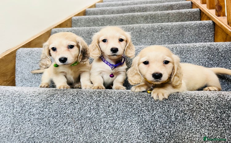 Miniature Dachshund dogs - Advert 7