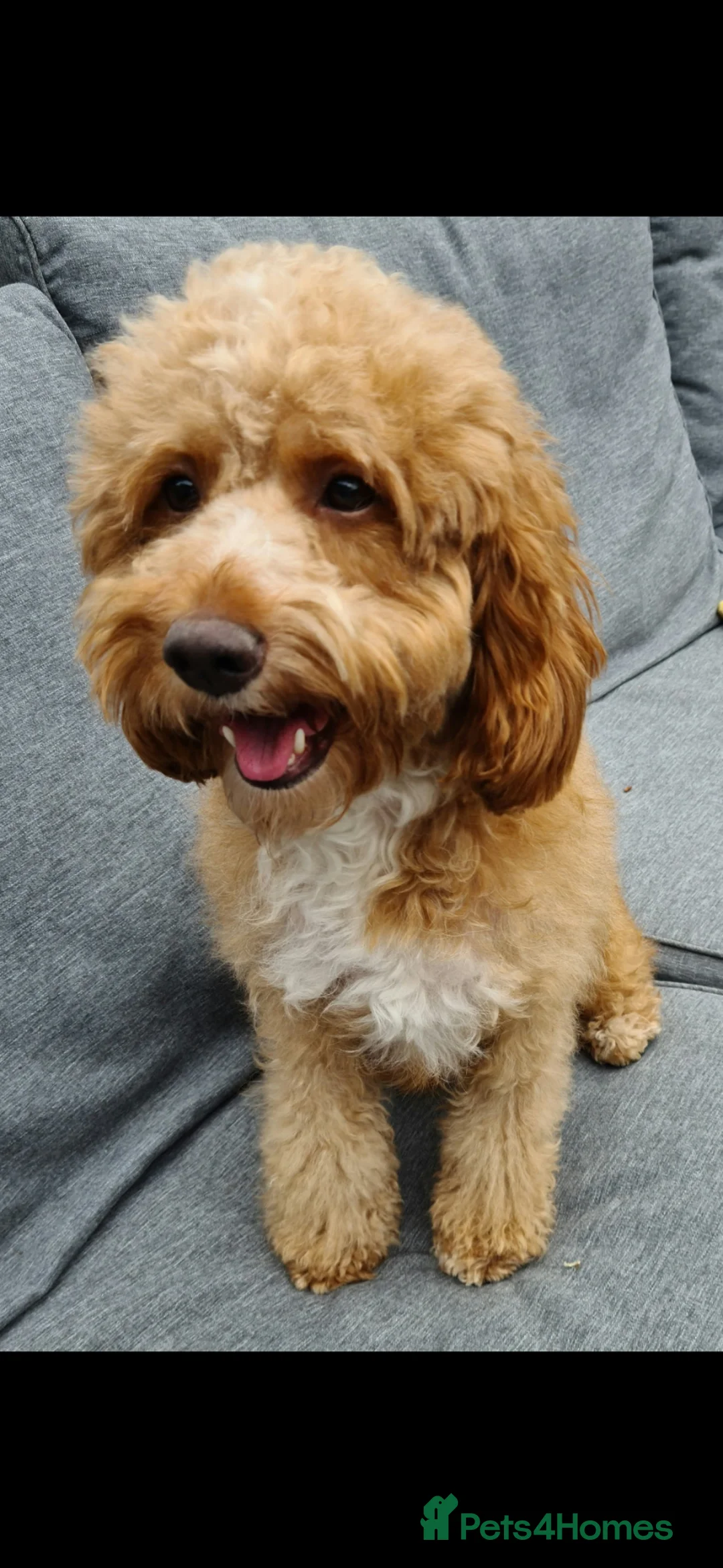 Cockapoo dogs for sale: Beautiful health clear Cockapoo's in Staines - Advert 35