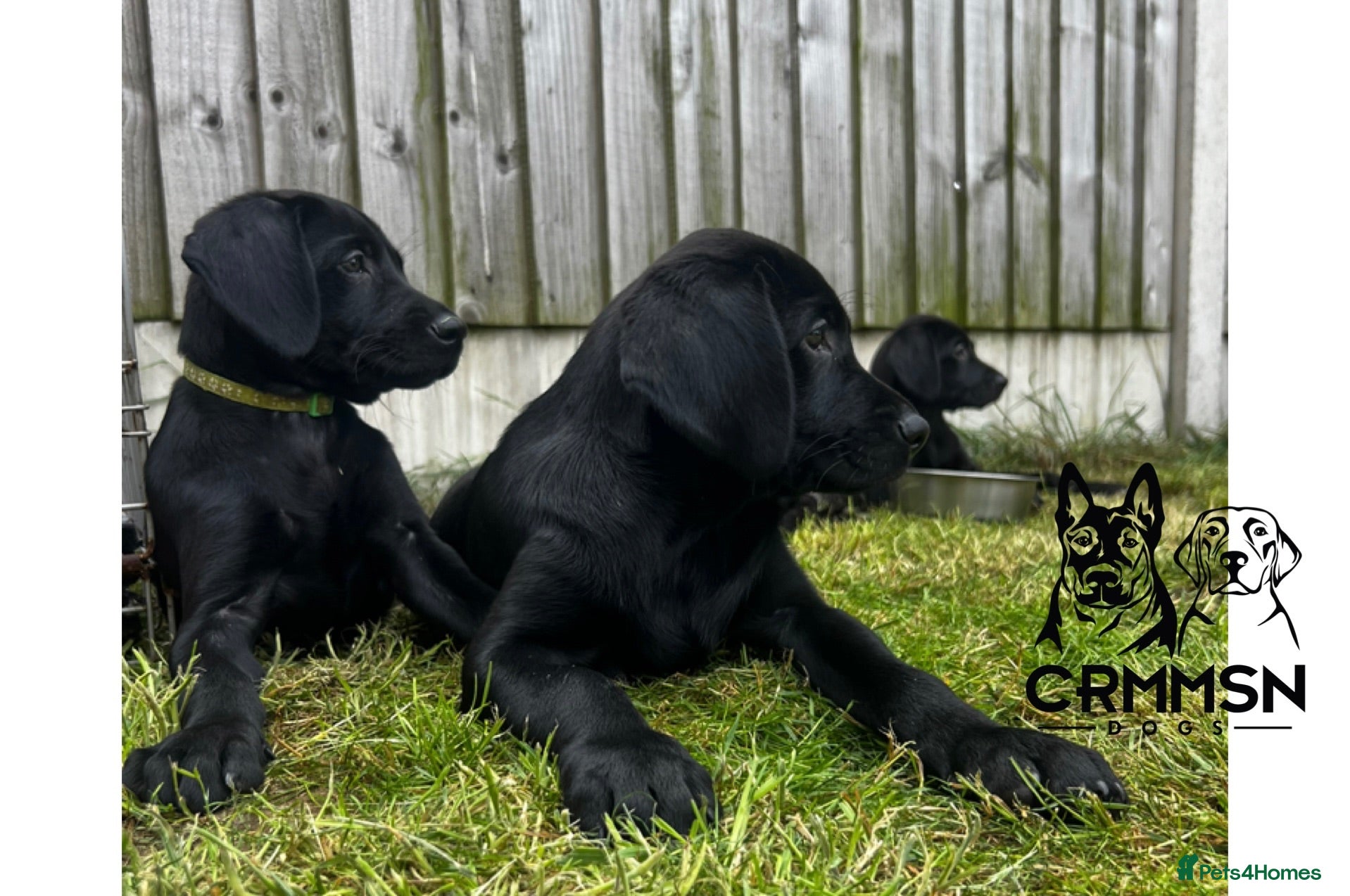 Labrador Retriever dogs Outstanding, Health Tested, KC Reg, Labrador Pups - Advert 1