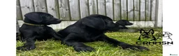 Labrador Retriever dogs for sale: Outstanding, Health Tested, KC Reg, Labrador Pups - Advert 1