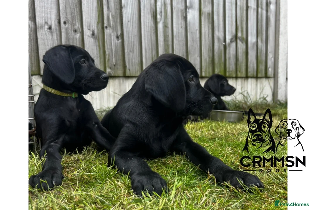 Labrador Retriever dogs for sale: Outstanding, Health Tested, KC Reg, Labrador Pups - Advert 1