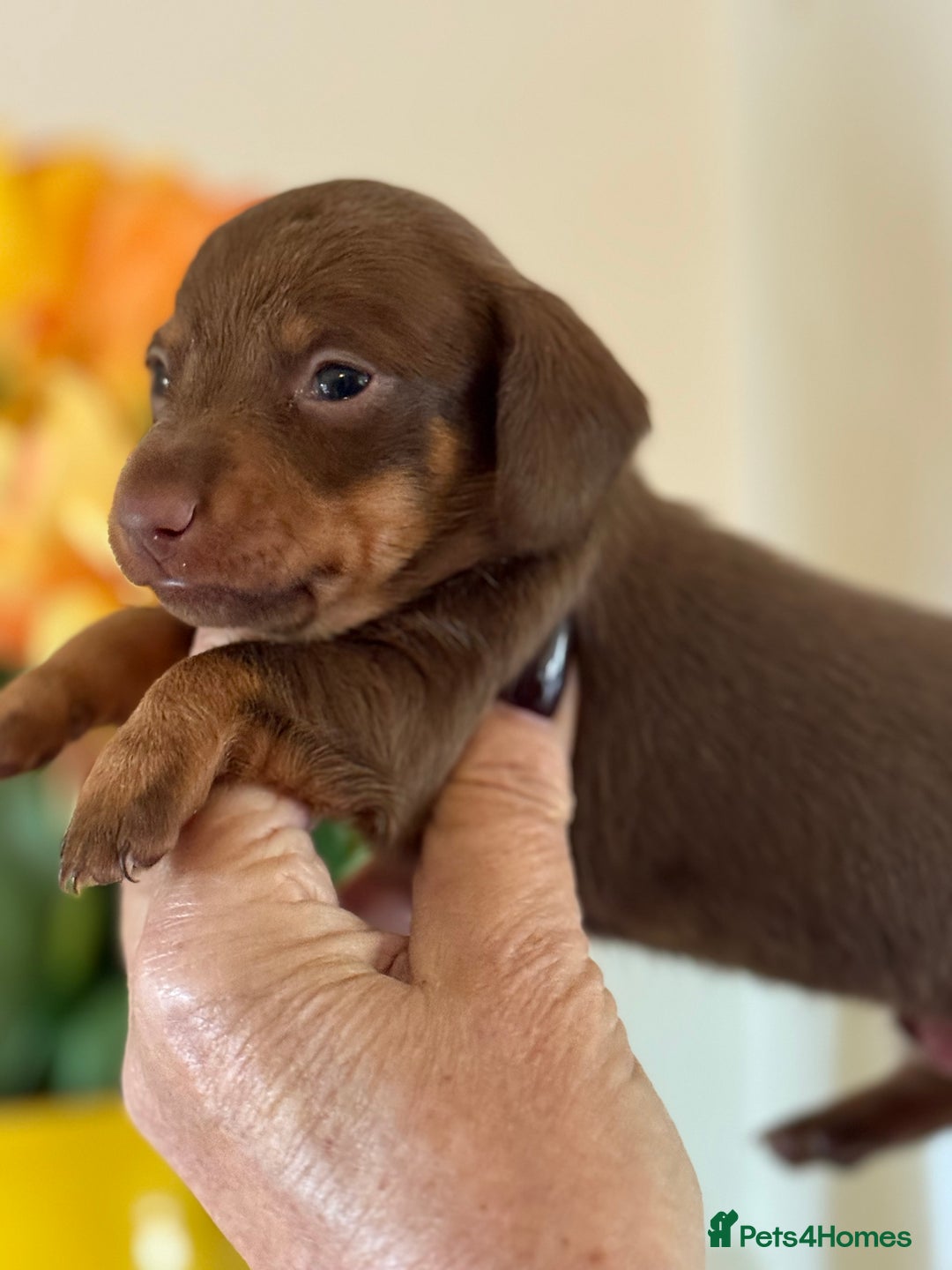 Miniature Dachshund dogs for sale: BEAUTIFUL MINIATURE DACHSHUND DAPPLE FEMALE K.C - Image 6