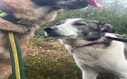 Mixed Breed dogs for adoption: Matteo - Norwich Norfolk  - Image 16