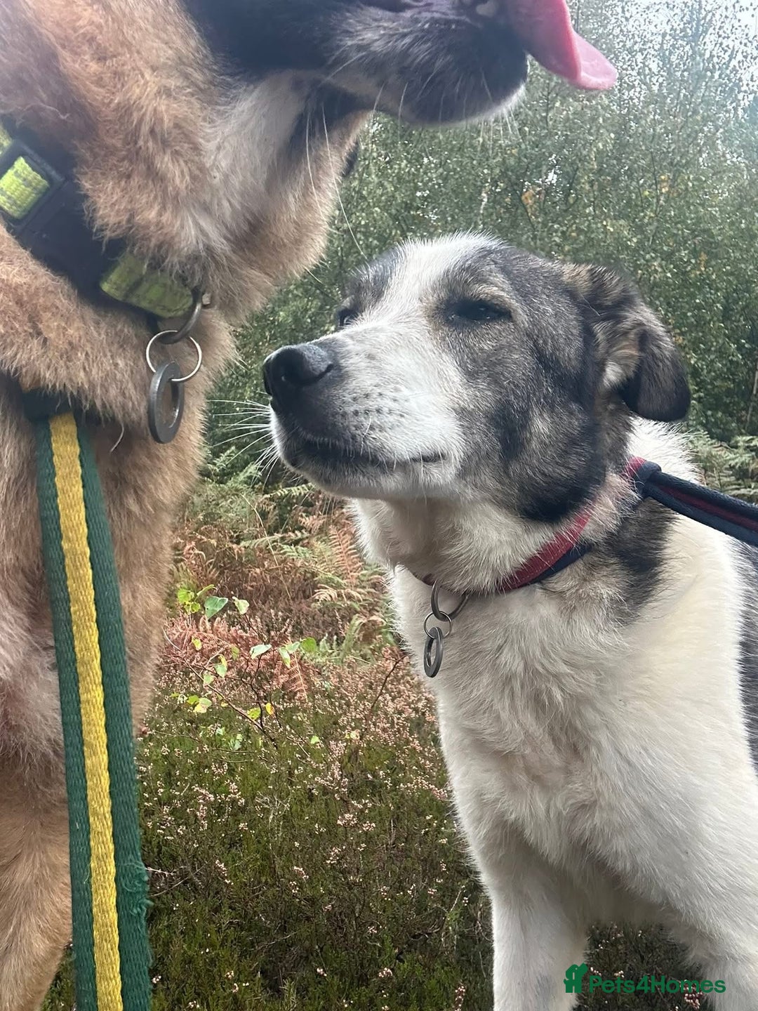 Mixed Breed dogs for adoption: Matteo - Norwich Norfolk  - Image 16