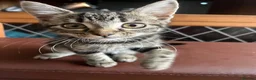 Mixed Breed cats for sale: 2 kittens, black male & tabby female - Advert 10