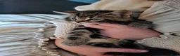 Maine Coon cats for sale: Gorgeous litter of Maine Coon x5 kittens - Advert 3