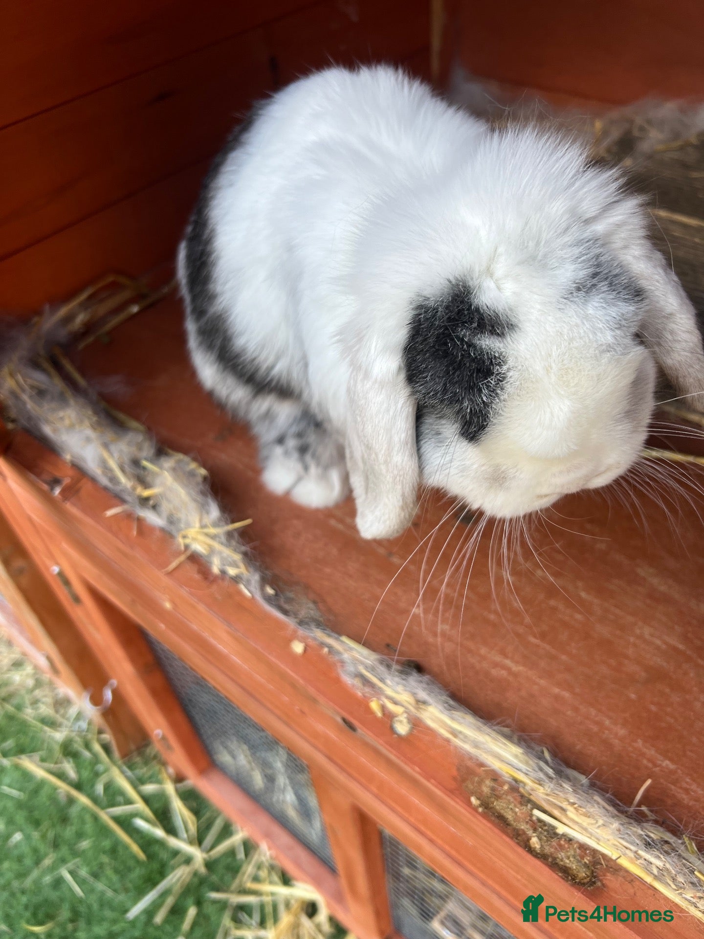 Mini Lop rabbits 2 male buck mini lop rabbits  - Advert 3