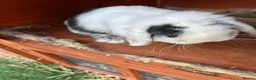 Mini Lop rabbits for sale: 2 male buck mini lop rabbits  - Advert 1