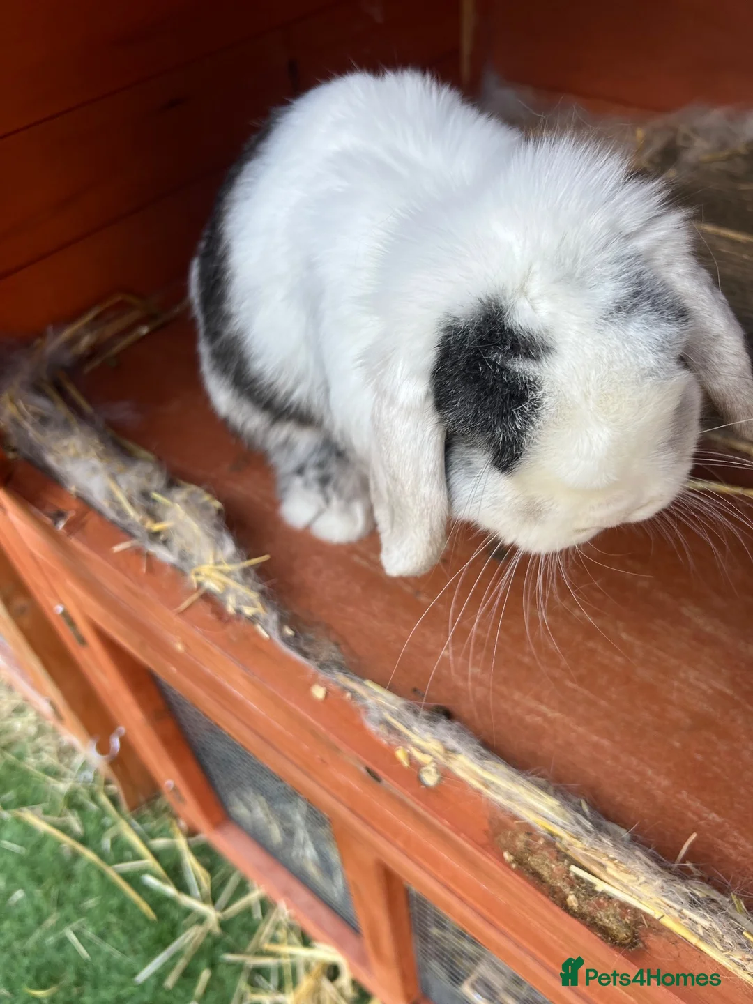 Mini Lop rabbits for sale: 2 male buck mini lop rabbits  - Advert 1