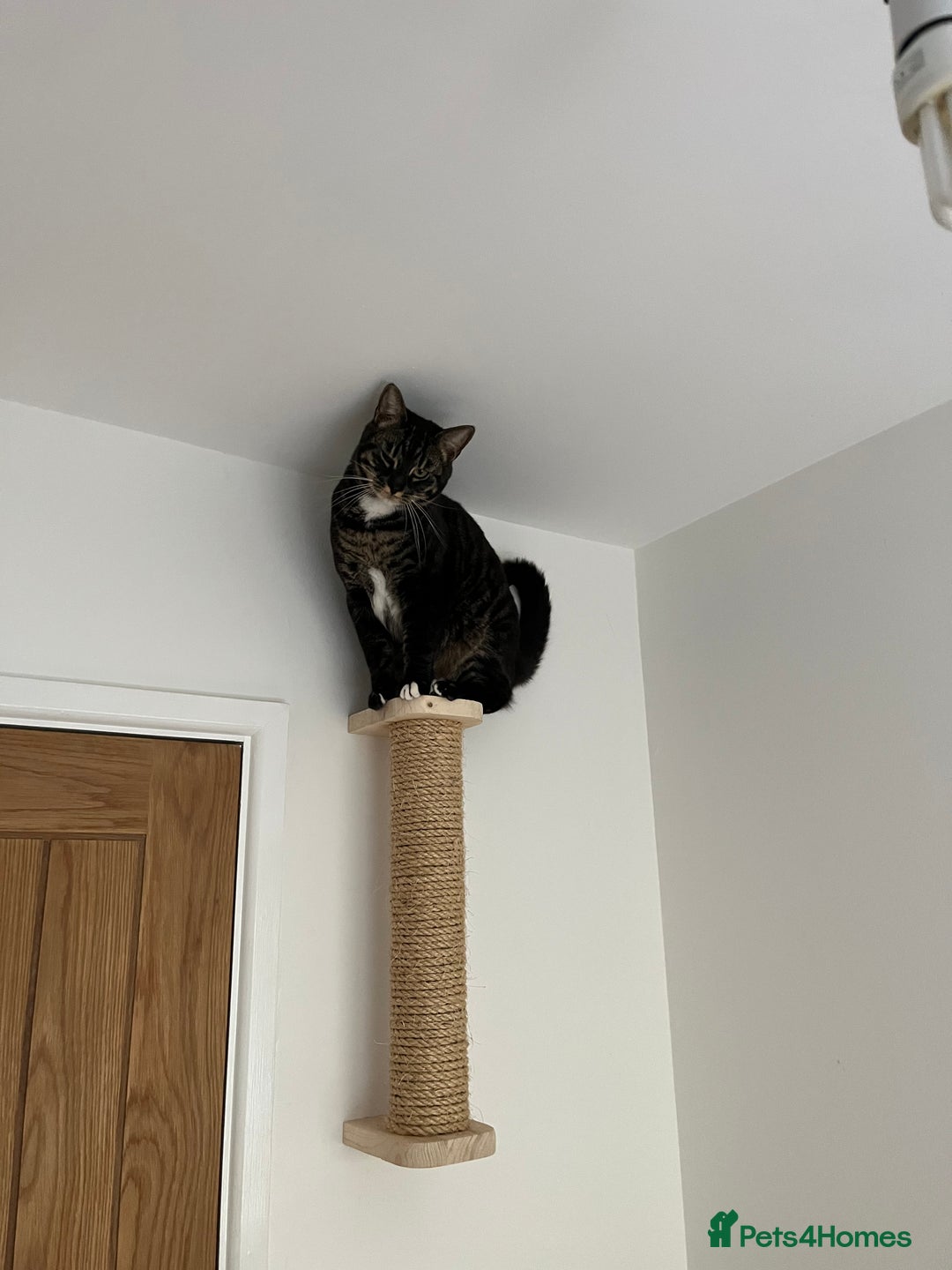 Bengal cats for sale: Reluctant rehoming of 2 year old charcoal bengal - Advert 2