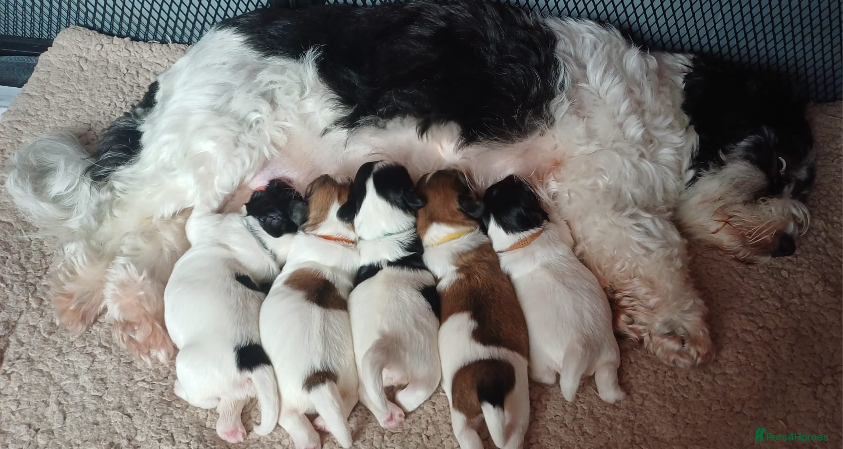 Havanese dogs Stunning KC registered Havanese puppies - Advert 3