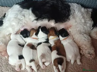 Havanese dogs Stunning KC registered Havanese puppies - Advert 3