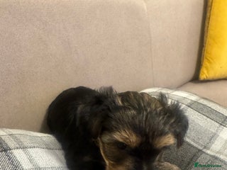 Yorkshire Terrier dogs - Advert 8