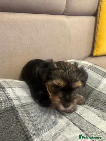 Yorkshire Terrier dogs - Advert 15