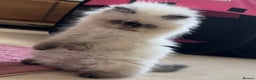 Persian cats for sale: Adults Blue eyes white, colourpoint, blue, black - Advert 2