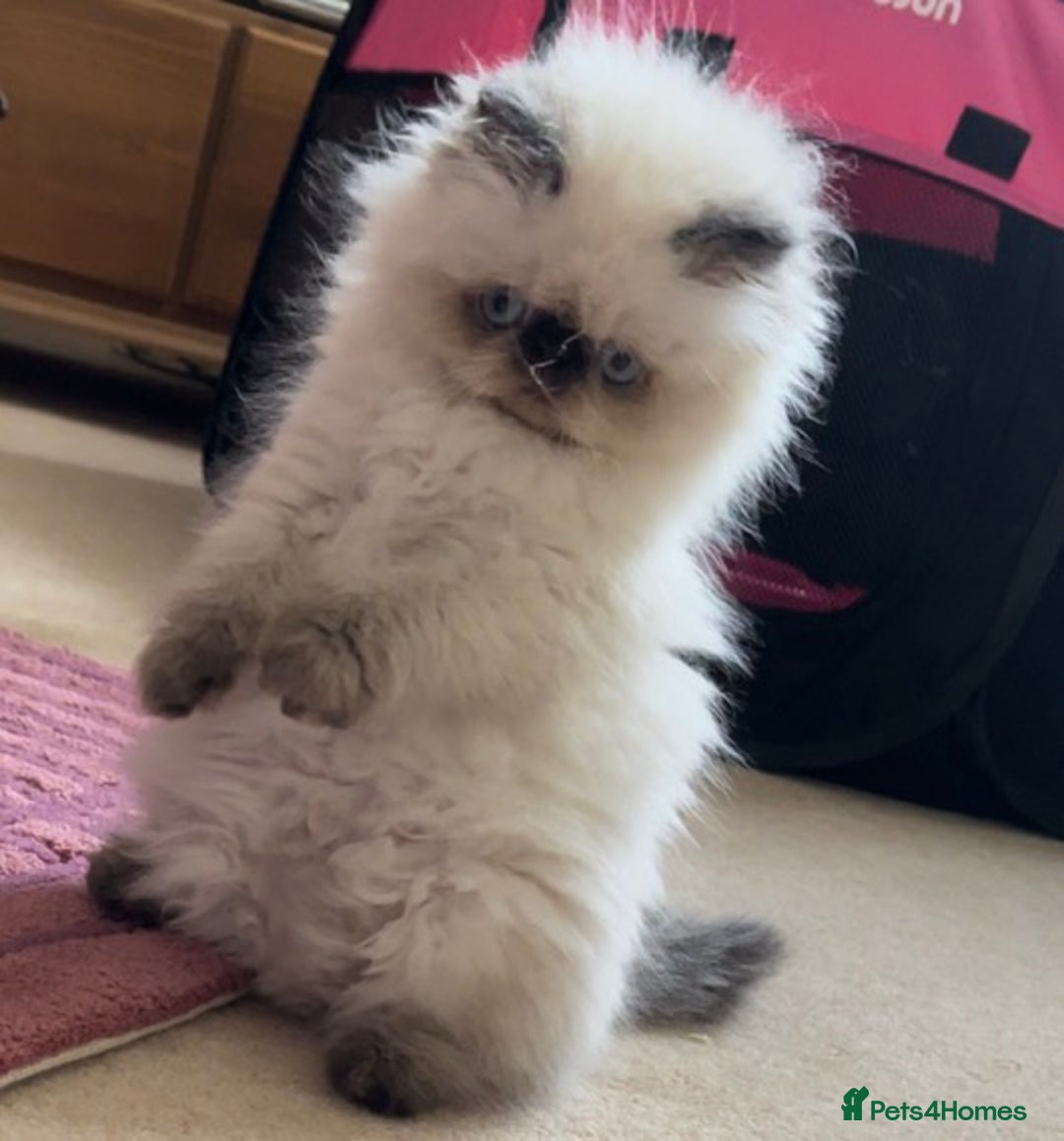 Persian cats for sale: Adults Blue eyes white, colourpoint, blue, black - Advert 2