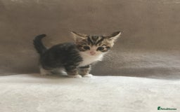 Mixed Breed cats for sale: Bring Home a Bundle of Joy Kittens Ready Oct. 2nd! - Image 2