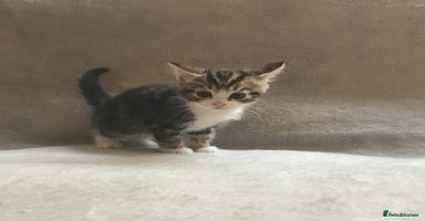 Mixed Breed cats - Advert 3