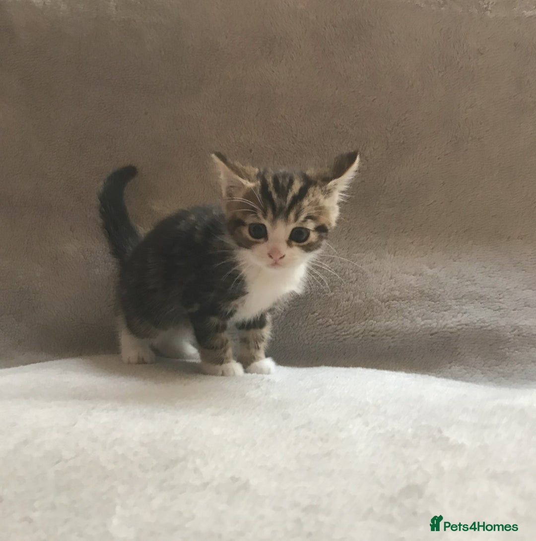 Mixed Breed cats for sale: Bring Home a Bundle of Joy Kittens Ready Oct. 2nd! - Image 2