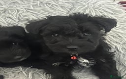 Mixed Breed dogs for sale: 🐾🐶Schnauzer/ Schnoodles 🐶🐾 - Image 22