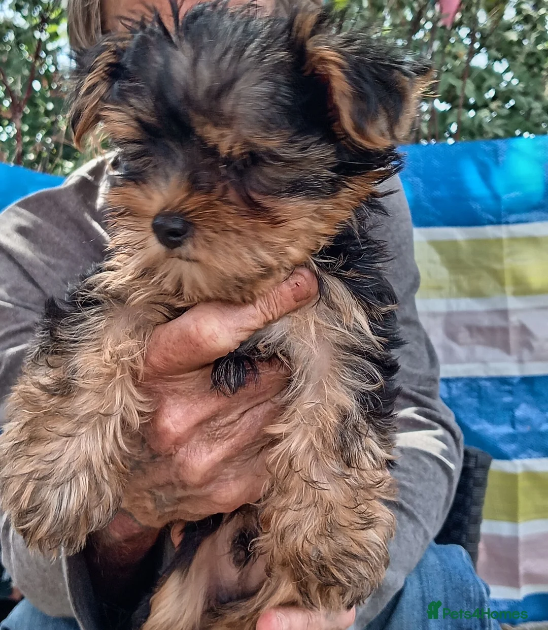 Yorkshire Terrier dogs for sale: Two beautiful yorkies boys  - Advert 2