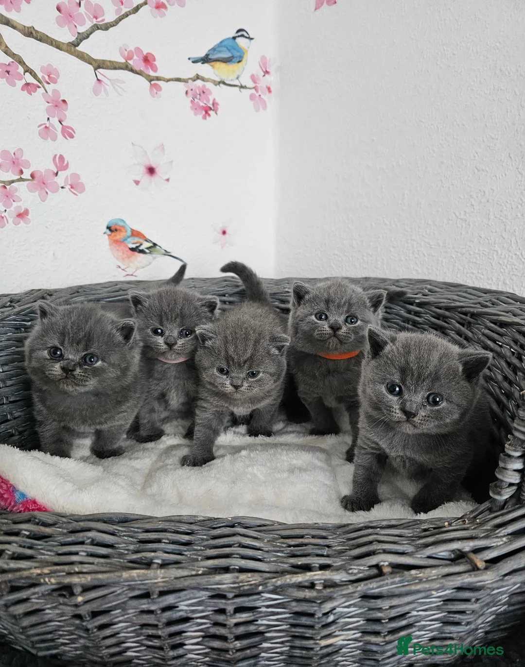 British Shorthair cats for sale: Gccf British shorthair kittens - Advert 1