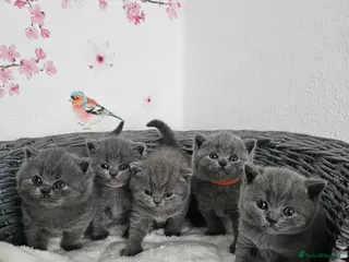 British Shorthair cats Gccf British shorthair kittens - Advert 3