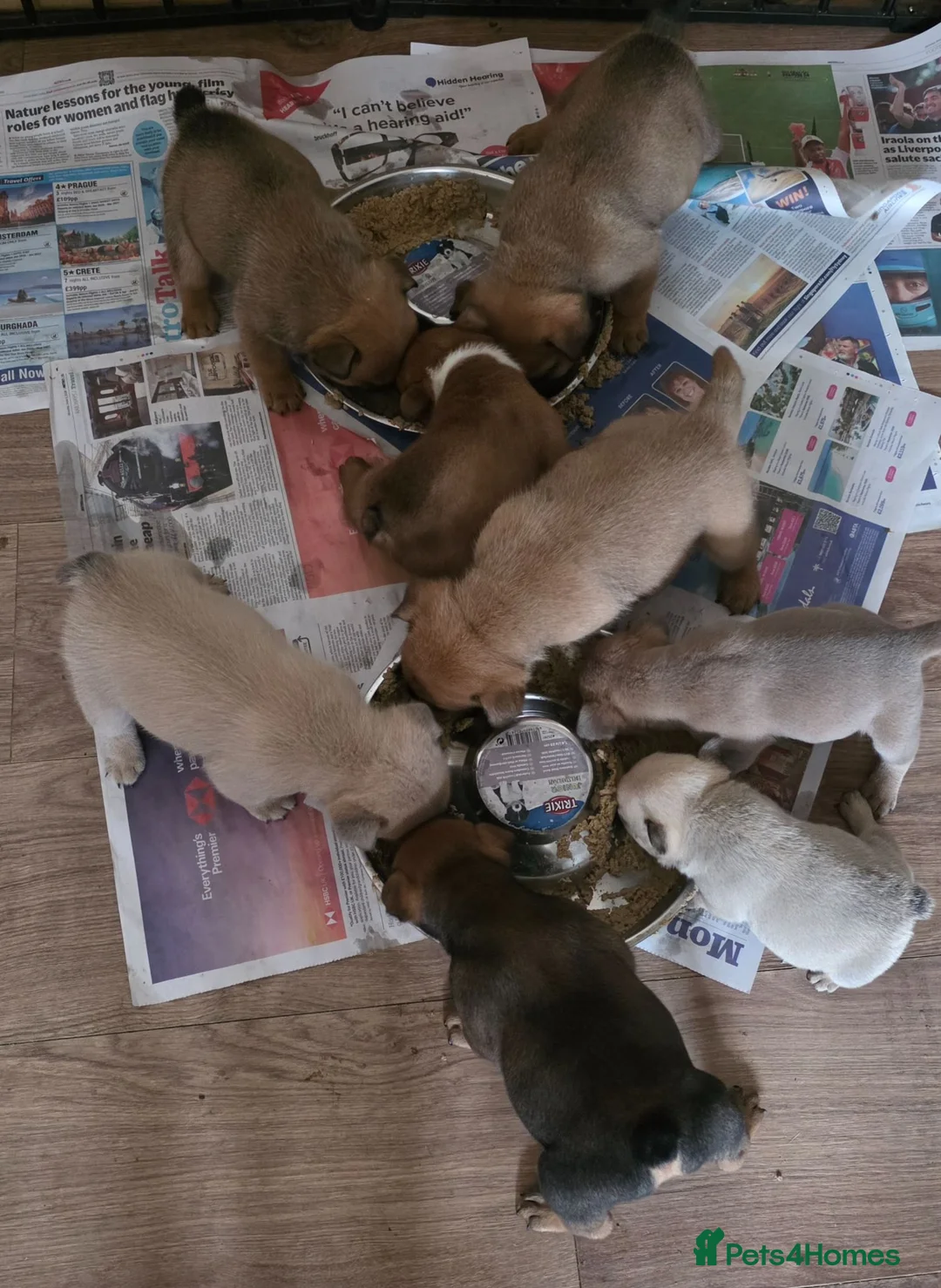 Mixed Breed dogs for sale: English Bull Chows - Advert 2