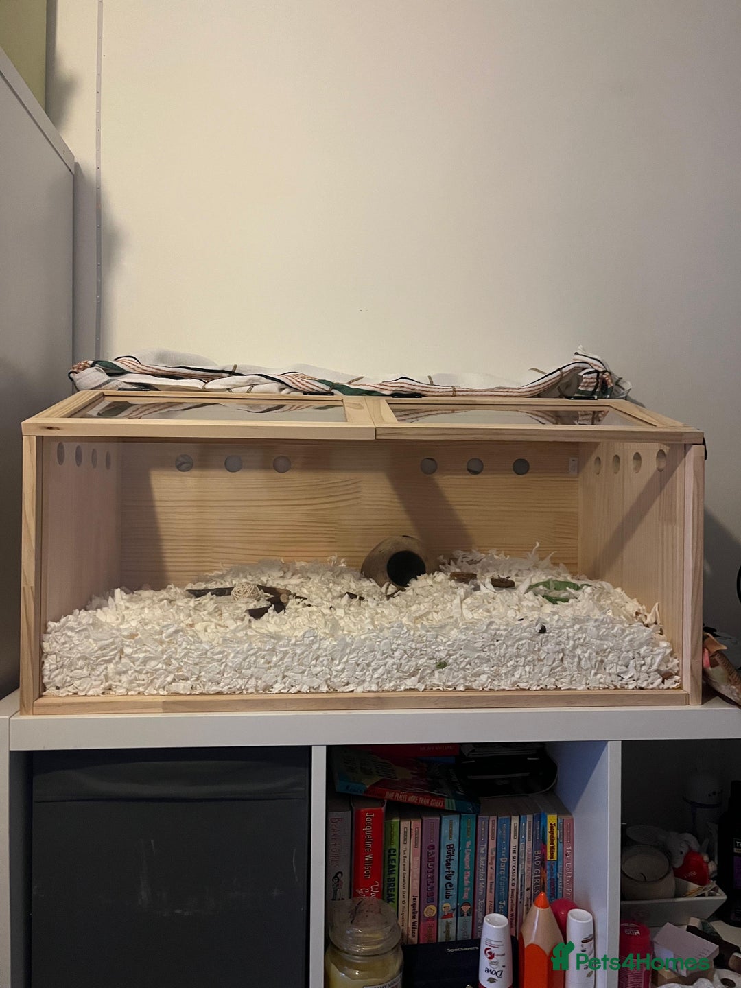 Hamster rodents for sale: Male syrian hamster 3 months  - Advert 4