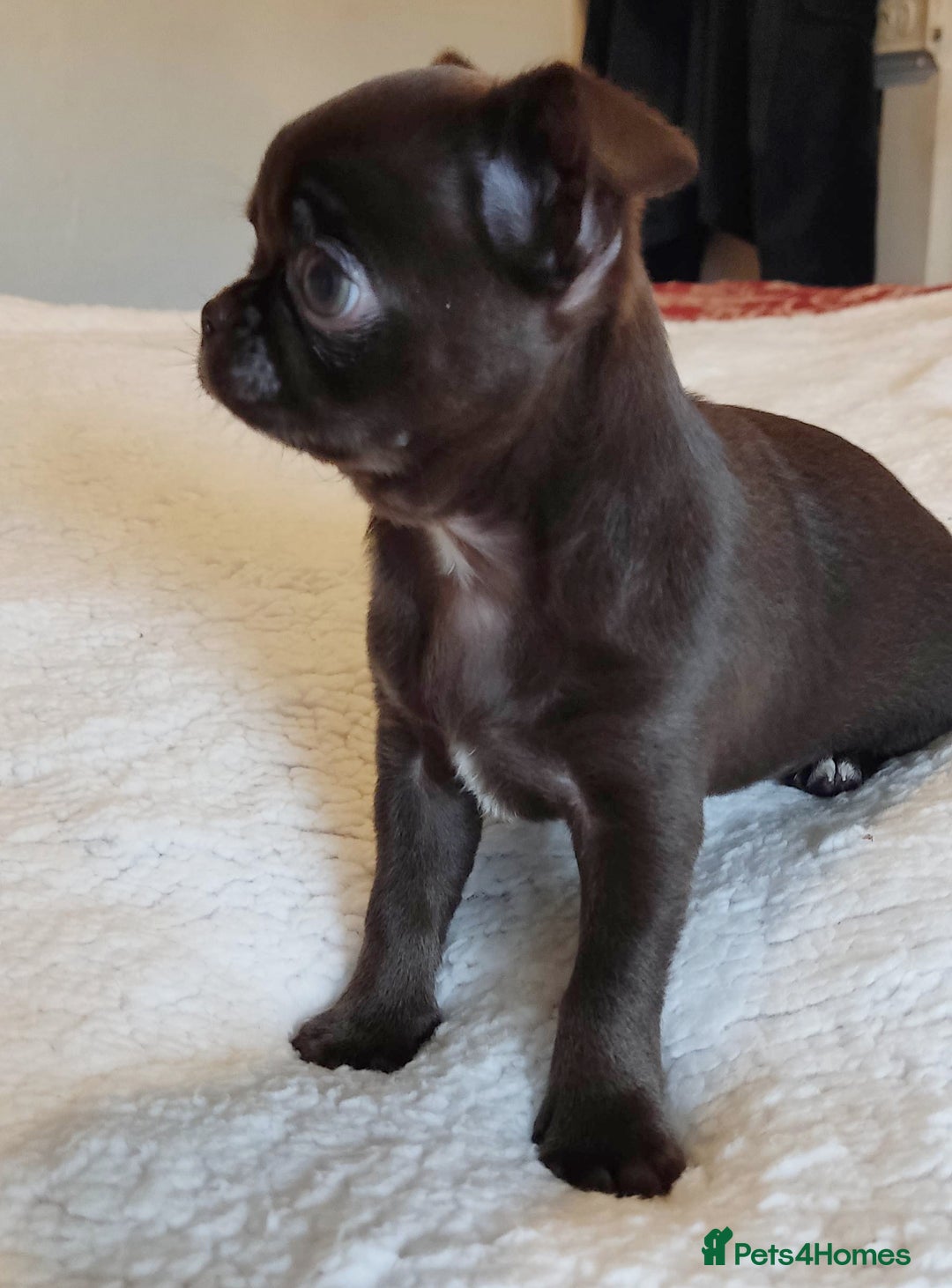 Chihuahua dogs for sale: Beautiful Chocolate Chihuahua Girls  - Advert 4