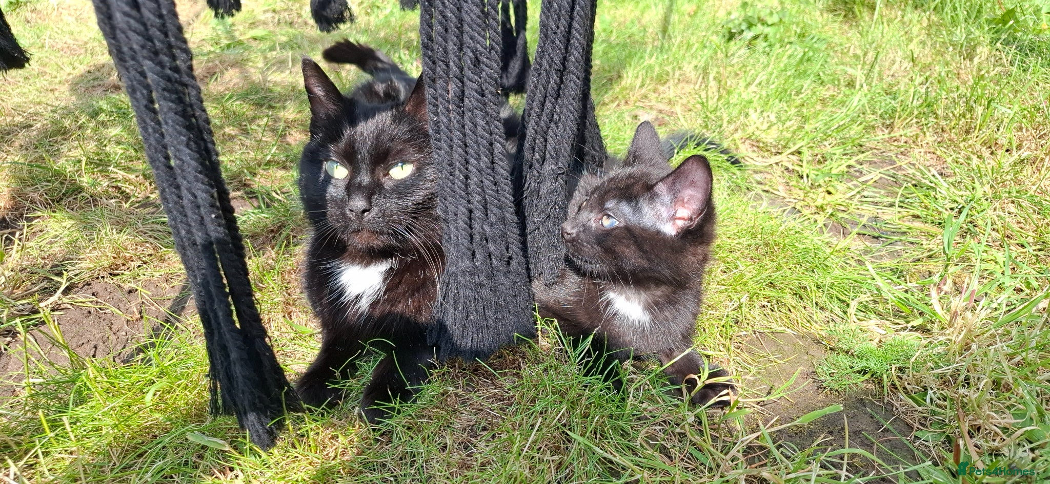 Mixed Breed cats Three tuxedo brothers - Advert 3