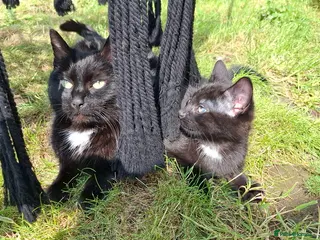 Mixed Breed cats Three tuxedo brothers - Advert 1