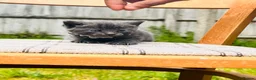 Mixed Breed cats for sale: Cute Kittens from British Shorthair Dad &Tabby Mom - Advert 12