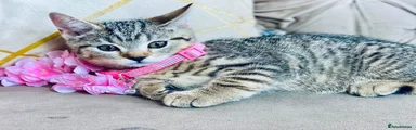 British Shorthair 4