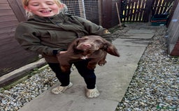 Cocker Spaniel dogs for sale: Working cocker spaniels  - Image 37