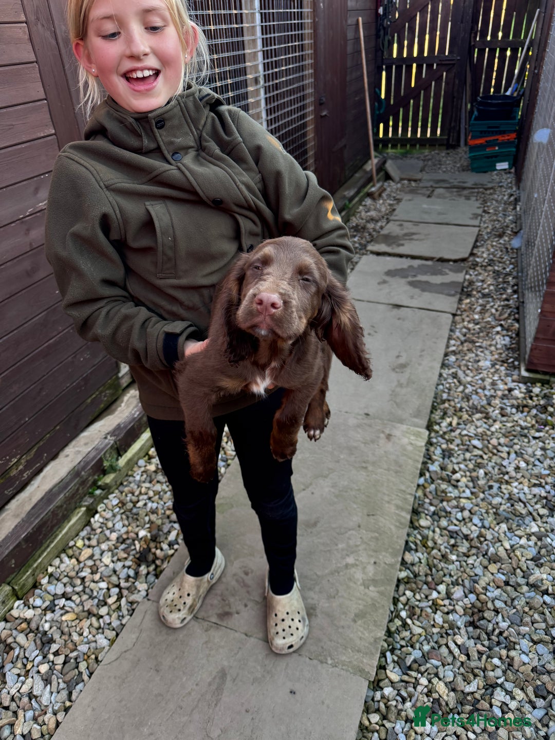 Cocker Spaniel dogs for sale: Working cocker spaniels  - Image 37